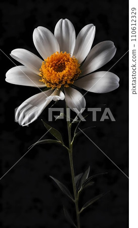 close up of daisy on dark background close up of daisy on dark background 110612329