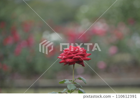 Arao City Ominous Citizen Flower Bed Rose Flower, Arao City Ominous Citizen Flower Bed Rose Flower, 110612391