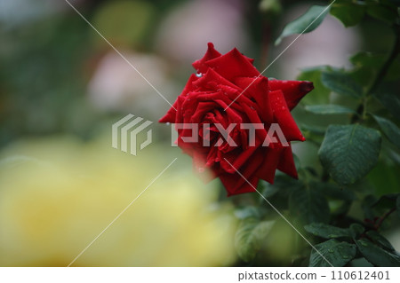 Arao City Ominous Citizen Flower Bed Rose Flower, 110612401