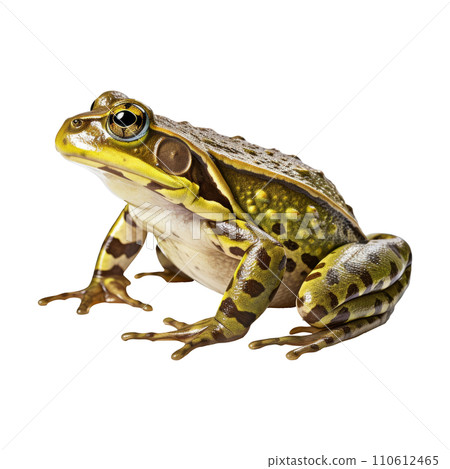 Frog isolated on white background 110612465