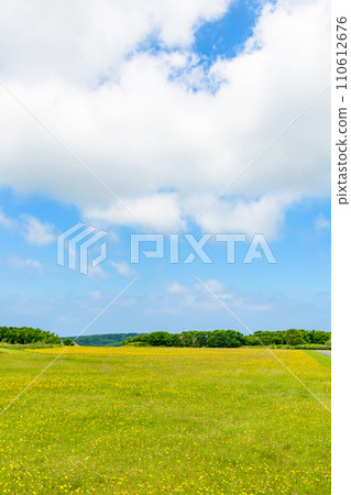 Dandelions and the land of Soya Dandelions and the land of Soya 110612676