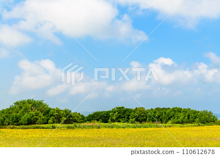 Dandelions and the land of Soya Dandelions and the land of Soya 110612678