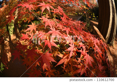 Approaching autumn leaves at Ikuta Ryokuchi Approaching autumn leaves at Ikuta Ryokuchi 110612700