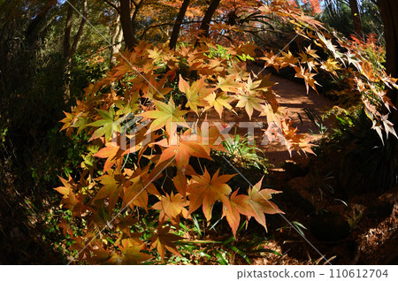 生田綠地的紅葉即將來臨 110612704