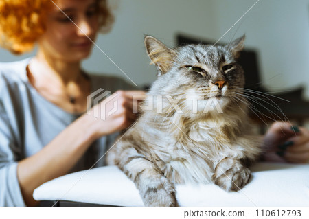 domestic cat grooming 110612793
