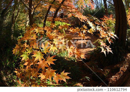 Approaching autumn leaves at Ikuta Ryokuchi Approaching autumn leaves at Ikuta Ryokuchi 110612794