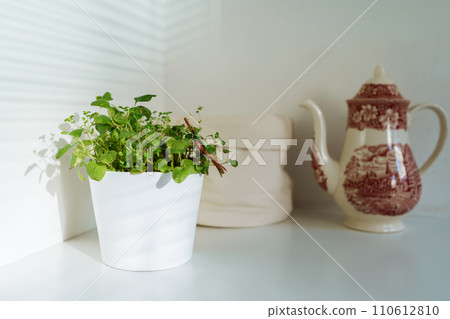 herb flowerpot kitchen herb flowerpot kitchen 110612810