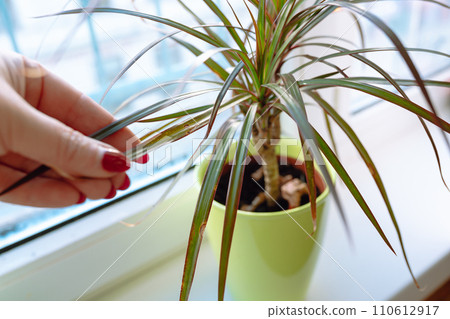 growing plants in flowerpot on windowsill house 110612917