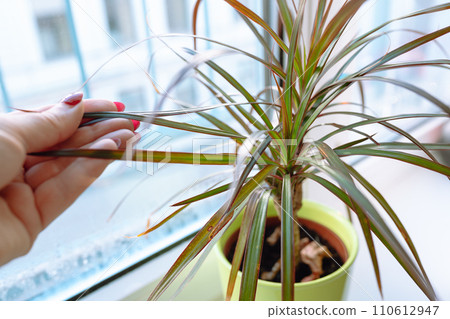 growing plants in flowerpot on windowsill house growing plants in flowerpot on windowsill house 110612947