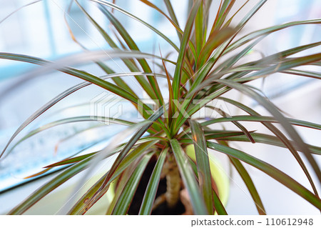 growing plants in flowerpot on windowsill house 110612948