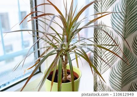 growing plants in flowerpot on windowsill house 110612949