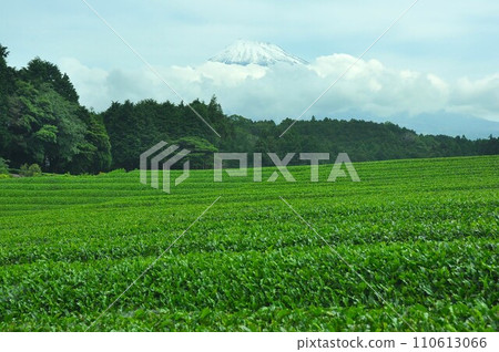 富士宮茶園和富士山 110613066