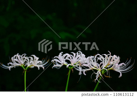 White cluster amaryllis 110613112