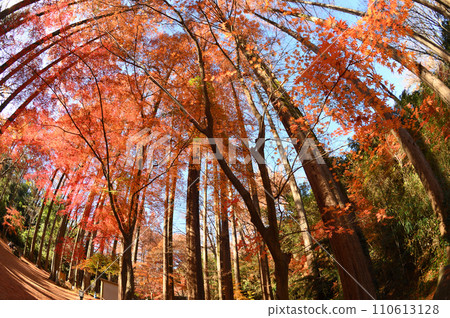 Approaching autumn leaves at Ikuta Ryokuchi Approaching autumn leaves at Ikuta Ryokuchi 110613128