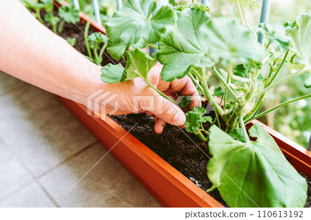 hands male gardener cultivate geranium plant in balcony box 110613192