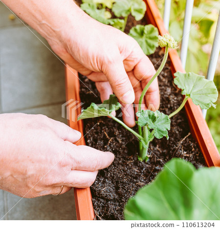 hands male gardener cultivate geranium plant in balcony box hands male gardener cultivate geranium plant in balcony box 110613204