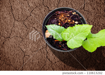 Plant seeds grow in the pot in the middle of a drought field 110613282