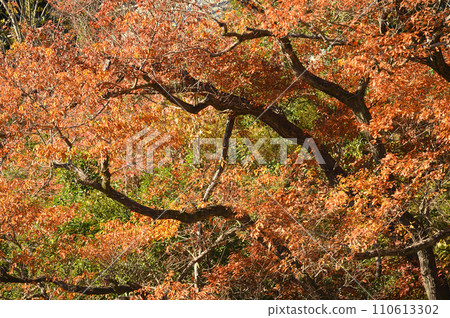 生田綠地的紅葉即將來臨 110613302