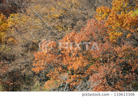 生田綠地的紅葉即將來臨 110613306