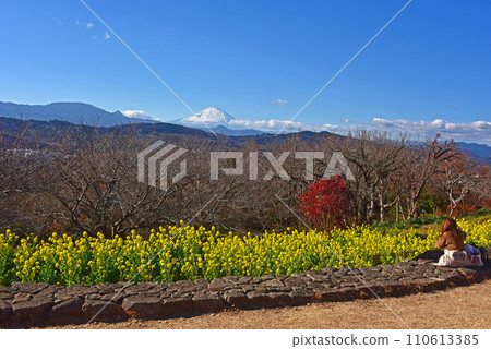Kanagawa Prefecture, Ninomiya Town, rape blossoms and Mt. Fuji Kanagawa Prefecture, Ninomiya Town, rape blossoms and Mt. Fuji 110613385