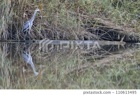 Gray heron (Ardea cinerea), Gemenc, unique forest between Szekszard and Baja, Dunaj-Drava National Park, Hungary 110613495