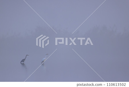 Gray and white heron (Ardea cinerea, Ardea alba, Egretta alba), in Hortobagy National Park, UNESCO World Heritage Site, Puszta is one of largest steppe ecosystems in Europe, Hungary Gray and white heron (Ardea cinerea, Ardea alba, Egretta alba), in Hortobagy National Park, UNESCO World Heritage Site, Puszta is one of largest steppe ecosystems in Europe, Hungary 110613502