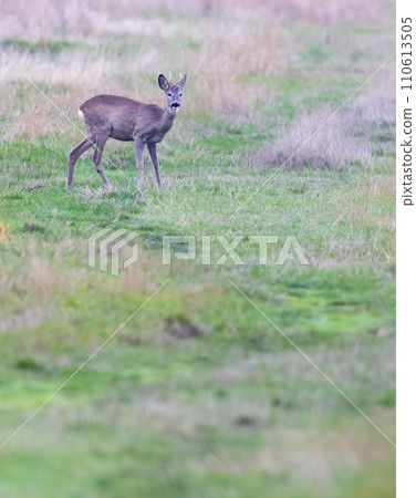 Young roe deer in  in Hortobagy National Park, UNESCO World Heritage Site, Puszta is one of largest meadow and steppe ecosystems in Europe, Hungary 110613505