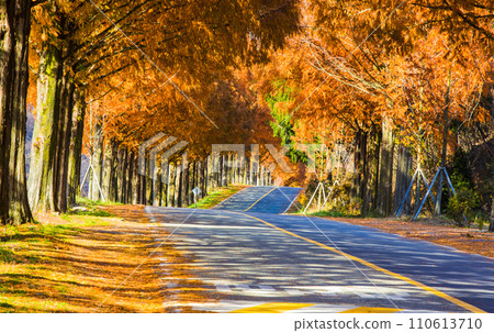 alley in the autumn park 110613710