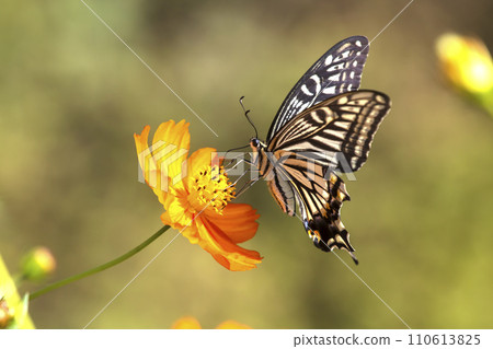 beautiful butterfly on yellow flower 110613825