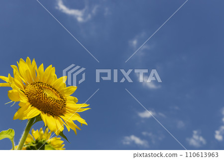 夏天的花,向日葵田的風景-11 夏天的花,向日葵田的風景-11 110613963