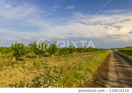 Blooming elderberries orchard, Zemplin hills, Hungary Blooming elderberries orchard, Zemplin hills, Hungary 110614210