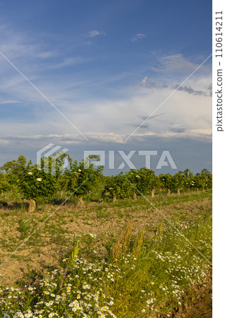Blooming elderberries orchard, Zemplin hills, Hungary Blooming elderberries orchard, Zemplin hills, Hungary 110614211