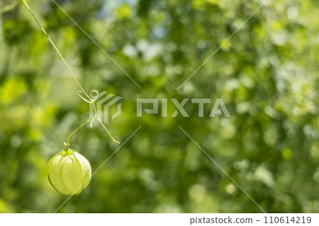 夏季植物，氣球葛景觀-2 110614219