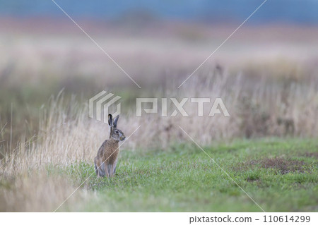 Field hare (Lepus europaeus),  in Hortobagy National Park, UNESCO World Heritage Site, Puszta is one of largest steppe ecosystems in Europe, Hungary 110614299