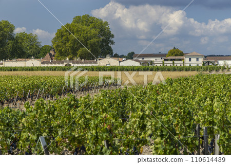 Vineyards near Margaux (Chateau Margaux), Bordeaux, Aquitaine, France Vineyards near Margaux (Chateau Margaux), Bordeaux, Aquitaine, France 110614489
