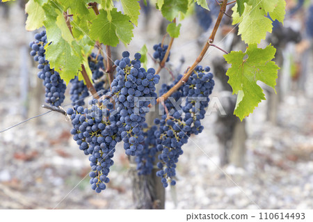 Cabernet Sauvignon grapes to produce highest quality wines in Bordeaux, France 110614493