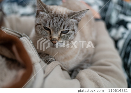 hold a cat hold a cat 110614881