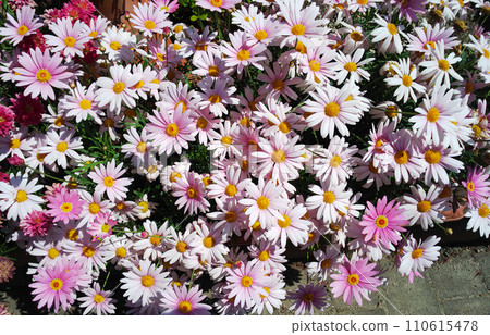 Margaret in full bloom in the flower bed Margaret in full bloom in the flower bed 110615478