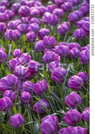 Keukenhof flower garden - largest tulip park in world, Lisse, Netherlands 110615732