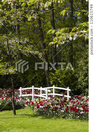 Keukenhof flower garden - largest tulip park in world, Lisse, Netherlands 110615749