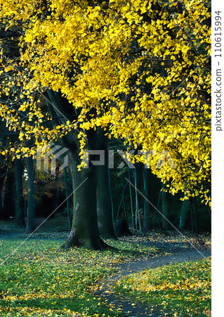Beautiful scenery of trees with colored leaves under the autumn sky 110615994