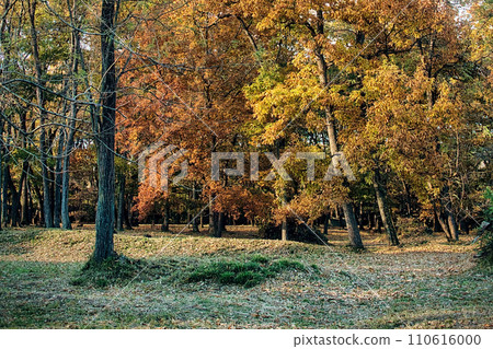 在秋天的天空下,樹木與彩葉的美景 在秋天的天空下,樹木與彩葉的美景 110616000