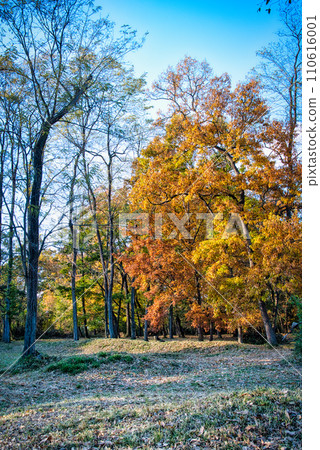 在秋天的天空下，樹木與彩葉的美景 110616001