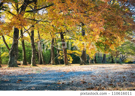 在秋天的天空下，樹木與彩葉的美景 110616011