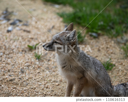 portrait corsac fox in wild nature 110616313
