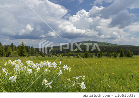 Typical spring landscape near Stozec, Nation park Sumava, Czech Republic Typical spring landscape near Stozec, Nation park Sumava, Czech Republic 110616332