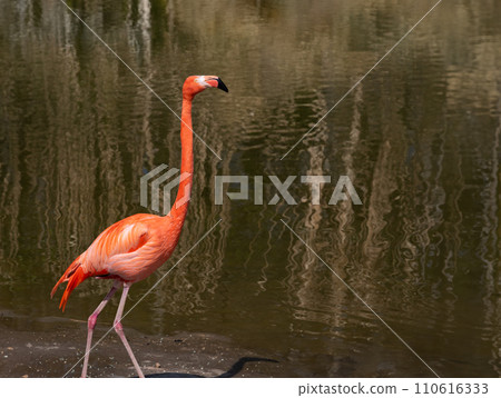 red flamingo on a background of water red flamingo on a background of water 110616333