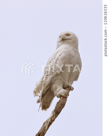 snowy owl isolated on white background snowy owl isolated on white background 110616335