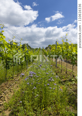 Vineyards with flovers near Cejkovice, Southern Moravia, Czech Republic Vineyards with flovers near Cejkovice, Southern Moravia, Czech Republic 110616336