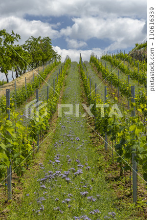 Vineyards with flovers near Cejkovice, Southern Moravia, Czech Republic Vineyards with flovers near Cejkovice, Southern Moravia, Czech Republic 110616339